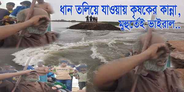 ছায়ার হাওরে ধান তলিয়ে যাওয়ায় কৃষকের কান্না, মুহুর্তেই ভাইরাল... - Sunamganj Journal
